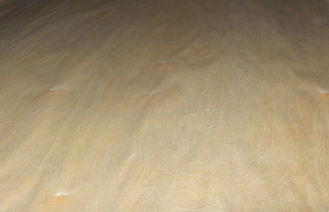 Blanc/placage en bois de coupe rotatoire bouleau de Brown, placage piqué d'érable