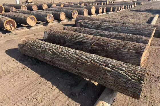 Planches de placage de chêne avec motif de fil de couronne en épaisseur de 0,2 à 0,6 mm et largeur jusqu'à 1220 mm pour meubles et décoration